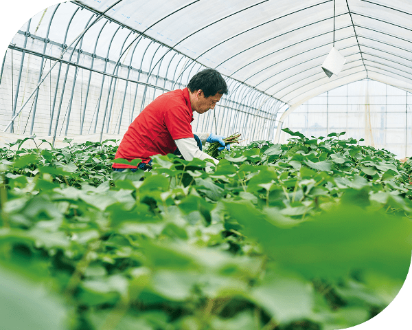栽培