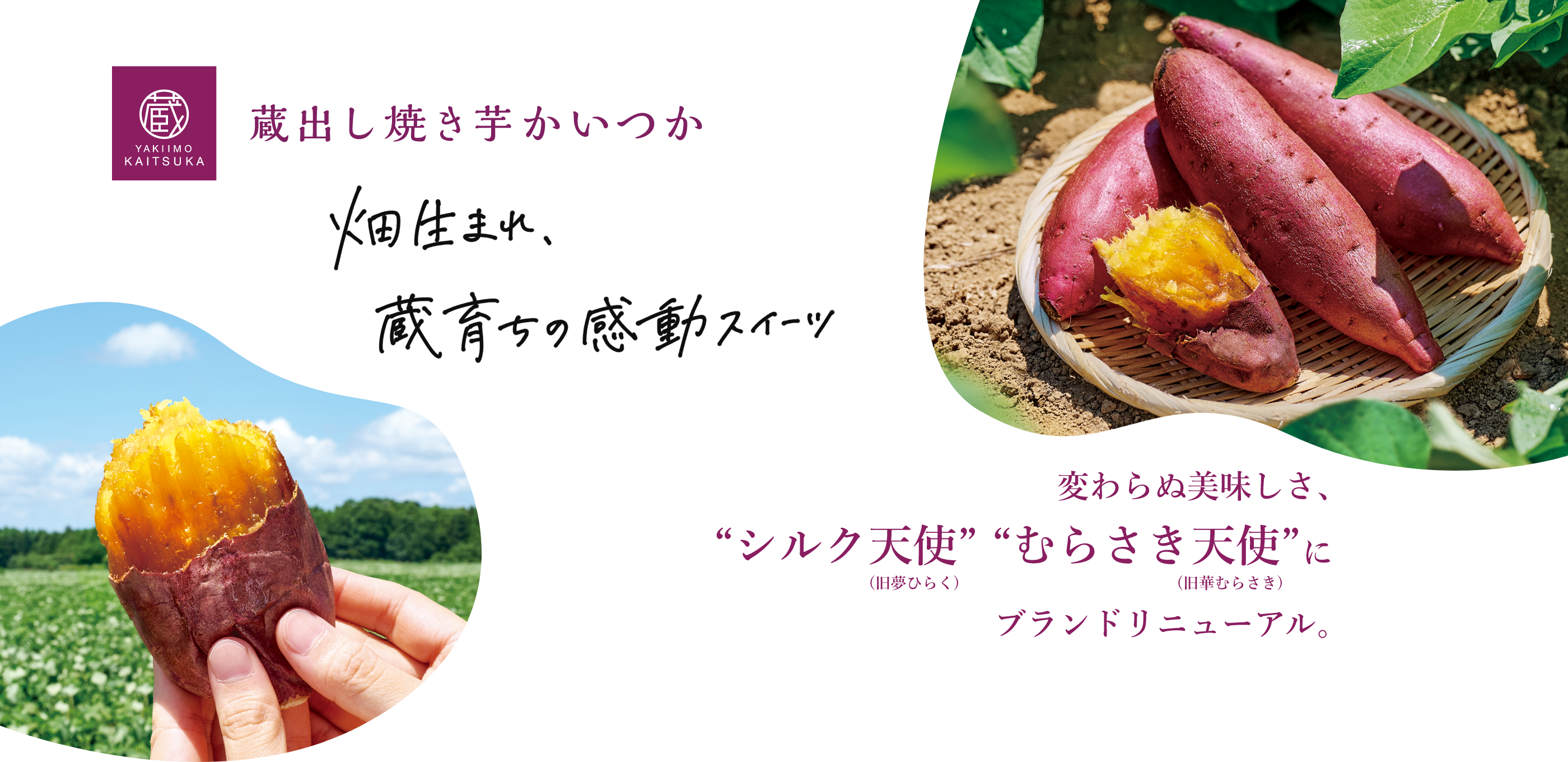蔵出し焼き芋かいつか 畑生まれ蔵育ちの感動スイーツ 変わらぬ美味しさ、シルク天使 むらさき天使にブランドリニューアル。
